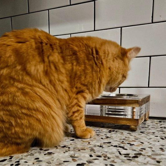 CAT EATING OUT OF A PET FEEDER