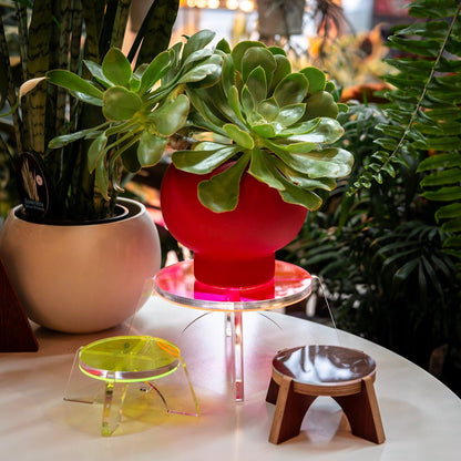 Levitate Plant Stand - Float Your Greenery - Dubird